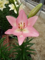 [5064 Moleto No02.JPG]